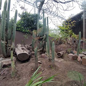 Lesser grison exhibit - Santiago Zoo (Zoologico nacional)