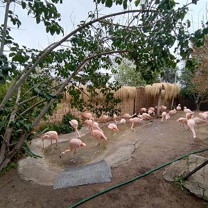 Chilean flamingo exhibit - Santiago Zoo (Zoologico nacional)