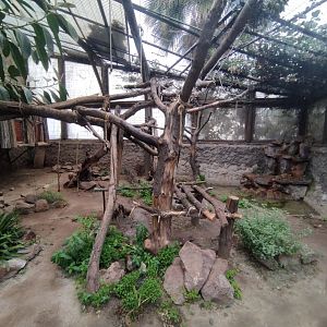 Ocelot exhibit - Santiago Zoo (Zoologico nacional)