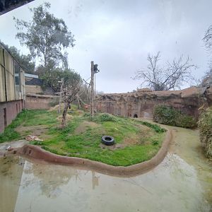 Chimpanzee exhibit - Santiago Zoo (Zoologico nacional)