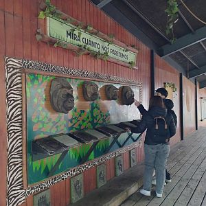 "Simios" educational setup - Santiago Zoo (Zoologico nacional)