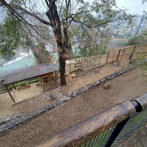 Vicuña exhibit - Santiago Zoo (Zoologico nacional)