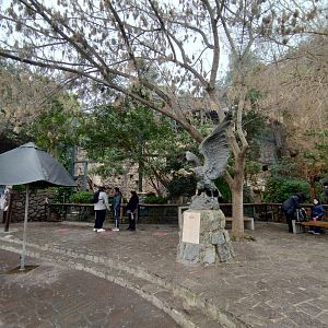 Andean condor square - Santiago Zoo (Zoologico nacional)