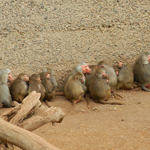 Hamadryas baboon - Santiago Zoo (Zoologico nacional)