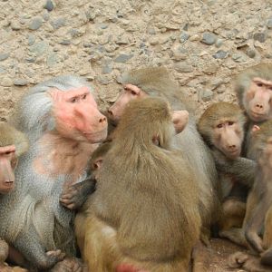 Hamadryas baboon - Santiago Zoo (Zoologico nacional)