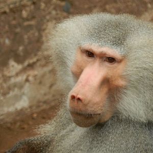Hamadryas baboon - Santiago Zoo (Zoologico nacional)