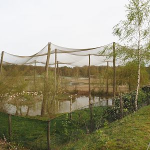 Greater flamingo, Hamerkop and Hadada ibis aviary, 2024-04-06