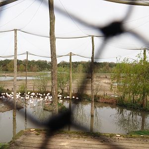 Greater flamingo, Hamerkop and Hadada ibis aviary, 2024-04-06