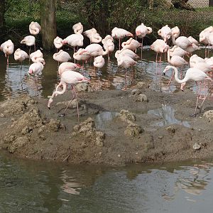 Greater flamingos (Phoenicopterus roseus), 2024-04-06
