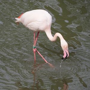 Greater flamingos (Phoenicopterus roseus), 2024-04-06