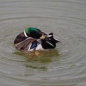 Wild Mallard drake (Anas platyrhynchos), 2024-04-06