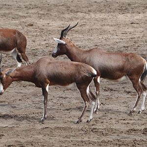 Blesboks (Damaliscus pygargus phillipsi), 2024-04-06