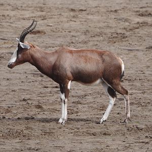 Blesbok (Damaliscus pygargus phillipsi), 2024-04-06