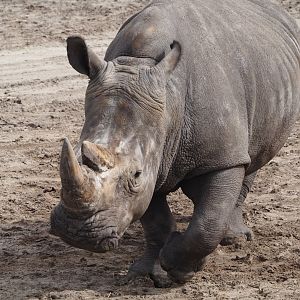 Southern white rhinoceros (Ceratotherium simum simum), 2024-04-06