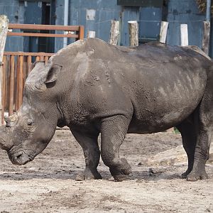 Southern white rhinoceros (Ceratotherium simum simum), 2024-04-06