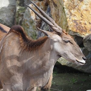 Common eland (Tragelaphus oryx), 2024-04-06