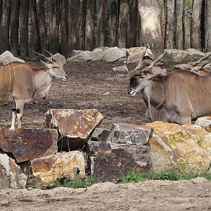 Common elands (Tragelaphus oryx), 2024-04-06