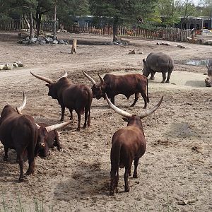 Ankole-Watusi cattle (Bos taurus indicus) and Southern white rhinoceroses (Ceratotherium simum simum), 2024-04-06