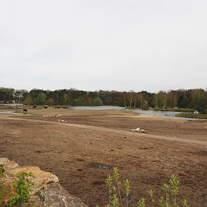 Rhinoceros plains with Southern white rhinoceros, Ankole-Watusi cattle, Common eland and Blesbok, 2024-04-06