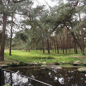 Spotted hyena exhibit, 2024-04-06