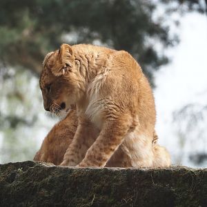 Young African lion (Panthera leo), 2024-04-06