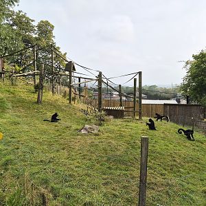 Colombian black spider monkeys