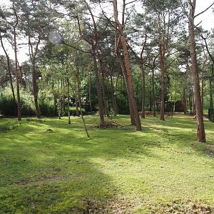 Okapi and female Nyala paddock, 2024-04-06