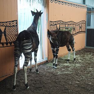 Okapis (Okapia johnstsoni), 2024-04-06