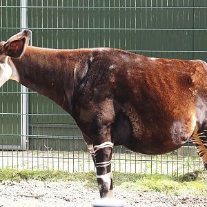 Okapi (Okapia johnstoni), 2024-04-06