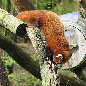 Nepalese red panda (Ailurus fulgens), 2024-04-06