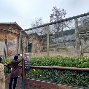Giraffe exhibit I - Santiago Zoo (Zoologico nacional)