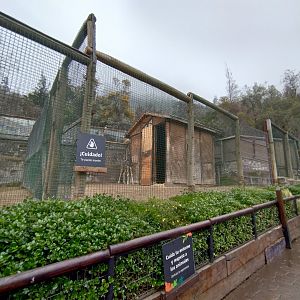 Giraffe exhibit II - Santiago Zoo (Zoologico nacional)
