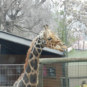 Giraffe - Santiago Zoo (Zoologico nacional)