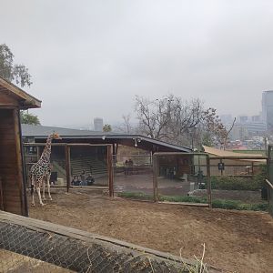 Giraffe viewing from above - Santiago Zoo (Zoologico nacional)