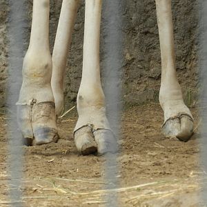 Pedicure needed - Santiago Zoo (Zoologico nacional)
