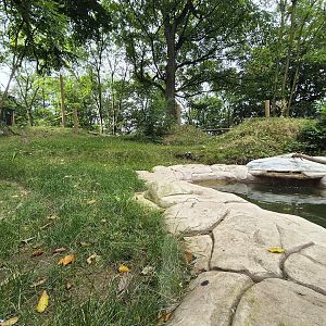 New bush dog exhibit