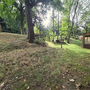 New bush dog exhibit