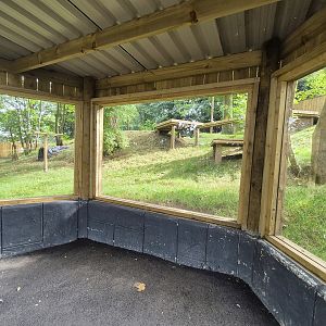 New bush dog exhibit