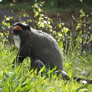 De Brazza's monkey (Cercopithecus neglectus), 2024-04-06