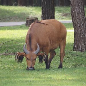 Red forest buffalo (Syncerus caffer nanus), 2024-04-06