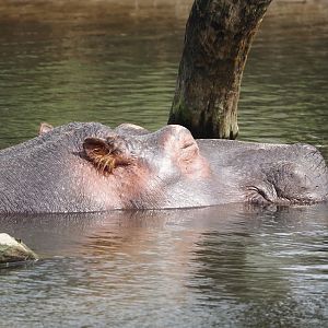 Hippopotamus (Hippopotamus amphibius), 2024-04-06