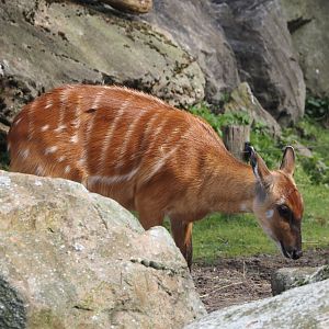 Western sitatunga (Tragelaphus spekii gratus), 2024-04-06