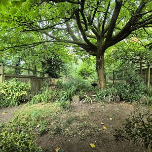 Main cassowary paddock