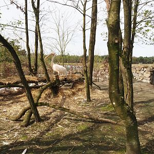 Great white pelican nesting area, 2024-04-06