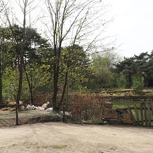 Great white pelican nesting area, 2024-04-06