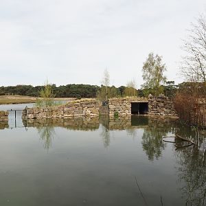 Great white pelican exhibit, 2024-04-06