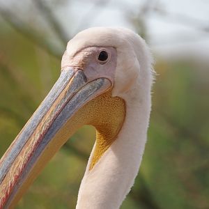 Great white pelican (Pelecanus onocrotalus), 2024-04-06