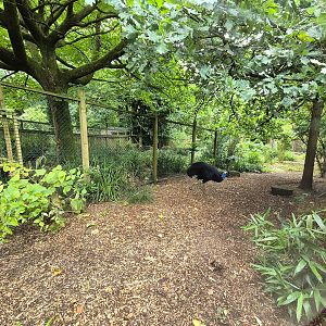 Secondary cassowary enclosure