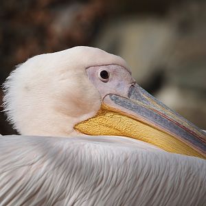 Great white pelican (Pelecanus onocrotalus), 2024-04-06