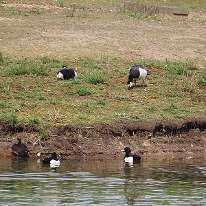 Wild Barnacle geese (Branta leucopsis) and Tufted ducks (Aythya fuligula), 2024-04-06